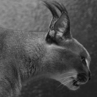 Michiko
