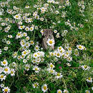 Naitrihe