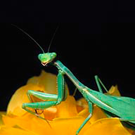 Asacow