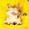 Happykot